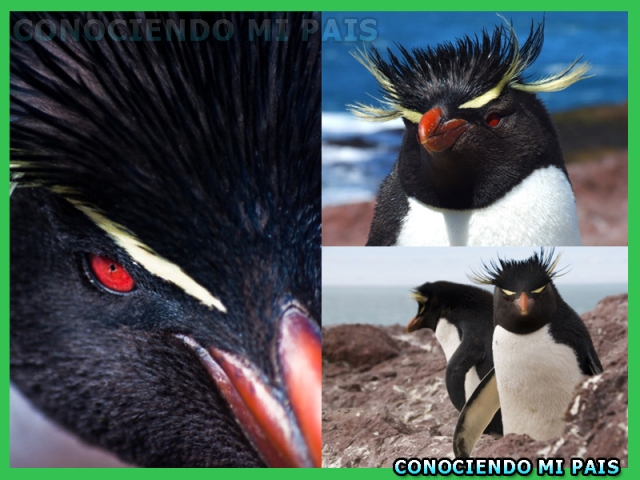 Pinguino de Penacho Amarillo en Puerto Deseado,Provincia de Santa Cruz,Conociendo mi Pais