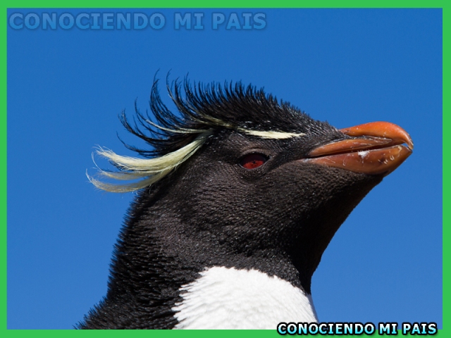 Pinguino de Penacho Amarillo en Puerto Deseado,Provincia de Santa Cruz,Conociendo mi Pais